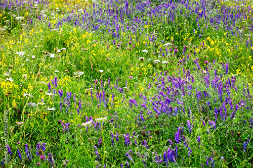 Картината върху платно Wild flower meadow with Knapweeds, Trefoils, Vetches and Yarrow, Rutland Water, Leicestershire, England, UK
