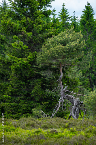 Impression aus der Hochheide im Sauerland photo