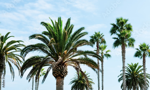 Palm trees background. 