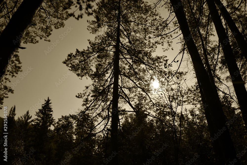 Naklejka premium The sun illuminates a beautiful autumn forest. Sunset in the mountains. Bright colors of autumn.