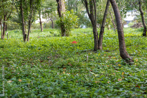 曼珠沙華 村上緑地公園 千葉県八千代市