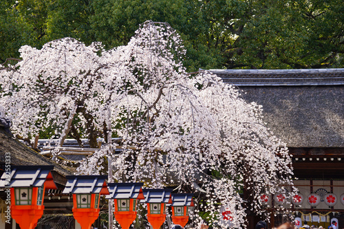 平野神社の魁 photo