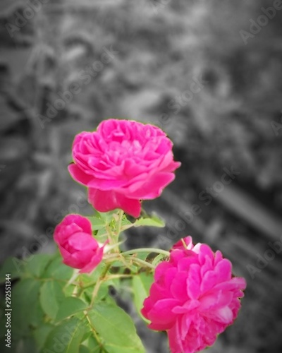 pink rose in garden