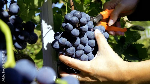 SLOW MOTION farmer 's hands selecting grapes from a tree during harvest