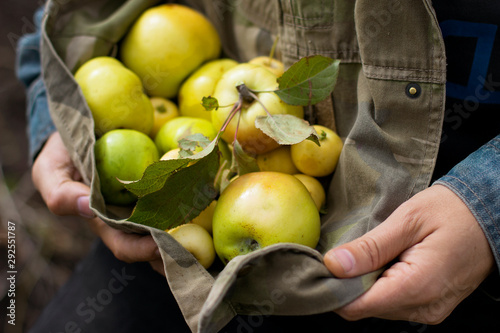  man picking apples in an orchard