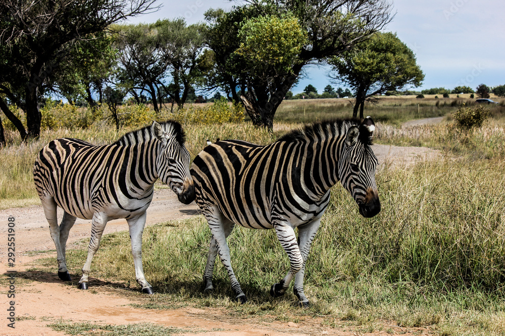 Obraz premium zebra in africa