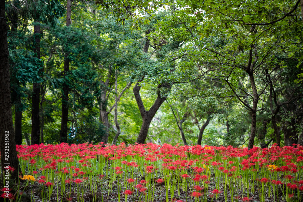 Naklejka premium 曼珠沙華 村上緑地公園 千葉県八千代市