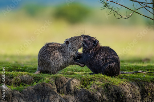 Schilderij op canvas Nutria (Myocastor coypus)