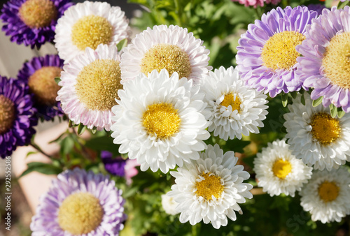 Callistephus chinensis   Weisse Sommeraster oder Gartenaster 