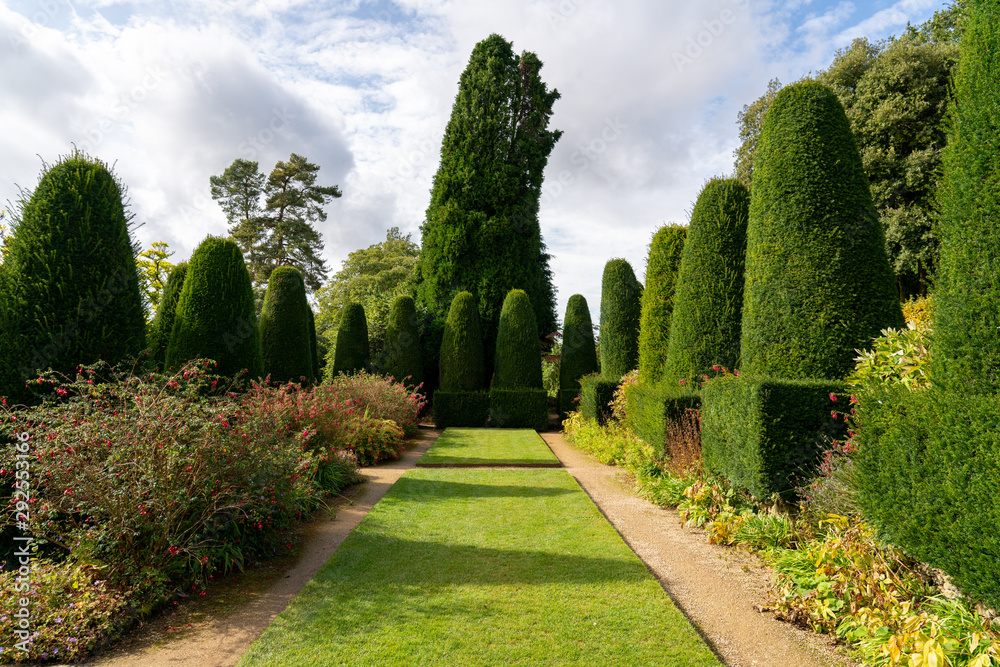 Yew tree topiary in old English garden