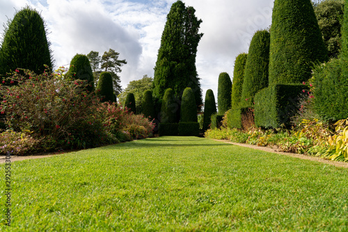 Yew tree topiary in old English garden
