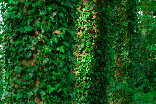 Ivy growing on trees