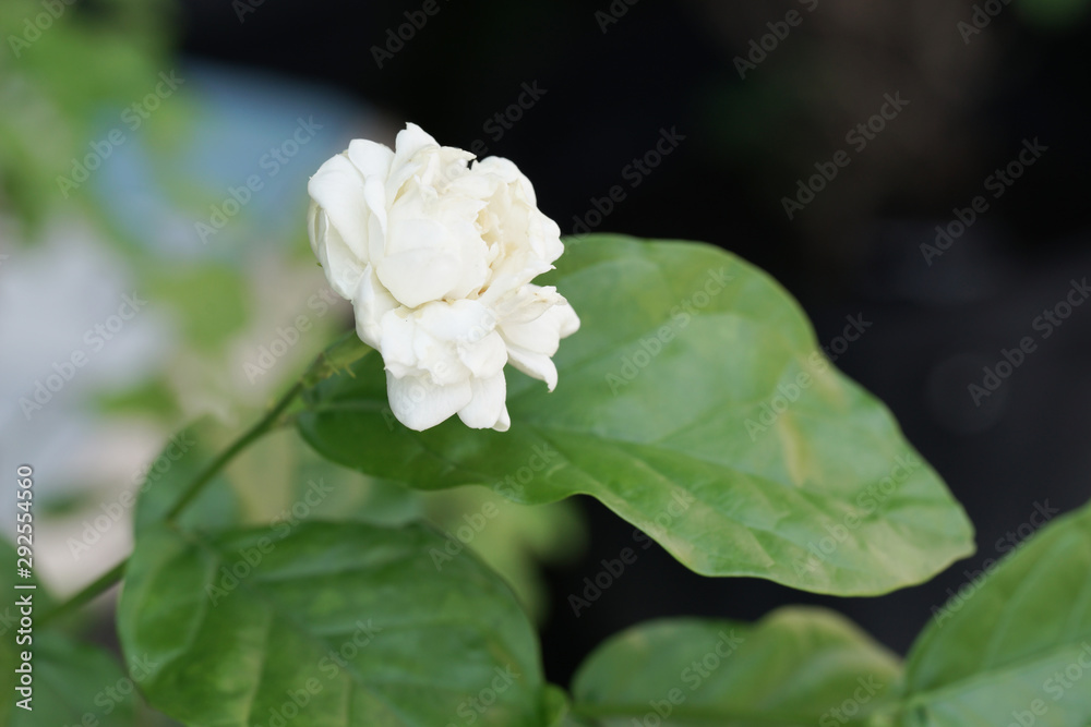 Jasmine white flower isolated on white background. Jasmine white flower isolated on white background.
