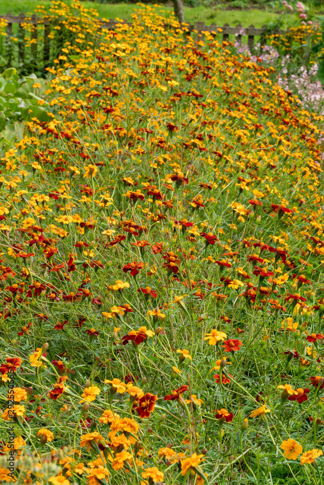 Red and yellow flower beds