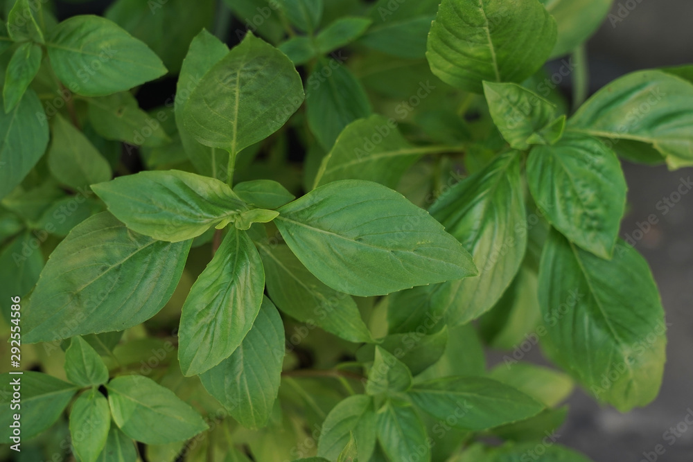 Basil leaf herb of the family native to tropical Asia. Basil leaf herb of the family native to tropical Asia.