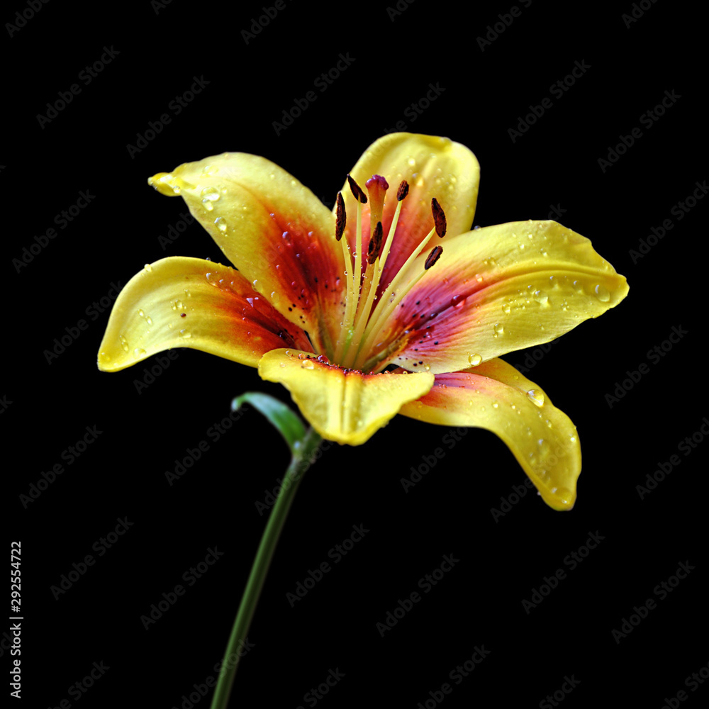 Naklejka premium Beautiful yellow lily isolated on a black background