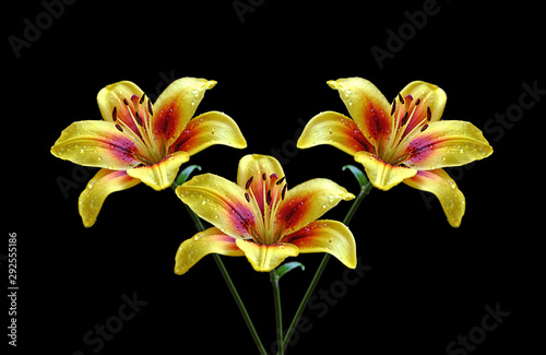 Three yellow lily isolated on a black background