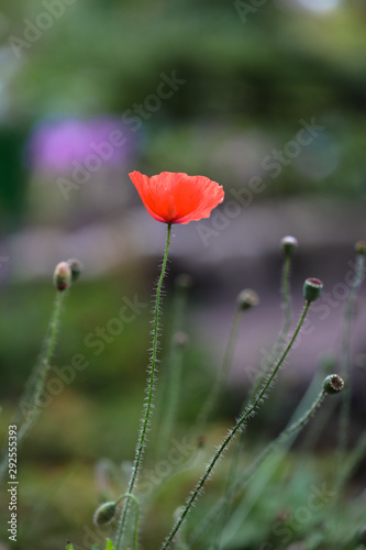one red poppy in a field