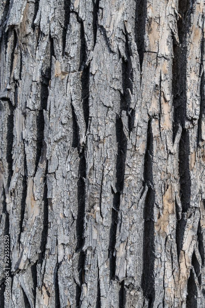 Close up of tree bark. Texture. Tree. Background texture Close up of tree bark. Texture. Tree. Background texture