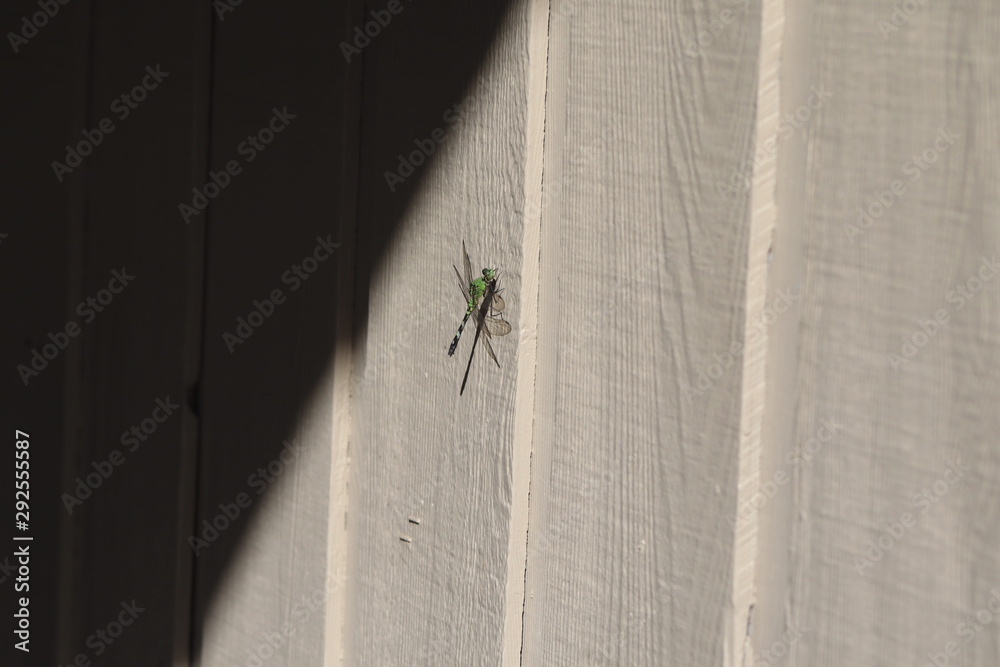 Dragonfly Dragonfly