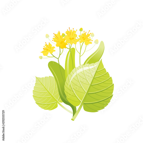 Linden tree honey flower, floral icon. Realistic cartoon cute plant blossom, spring, summer symbol. Vector illustration for greeting card, t shirt print, decoration design. Isolated white background