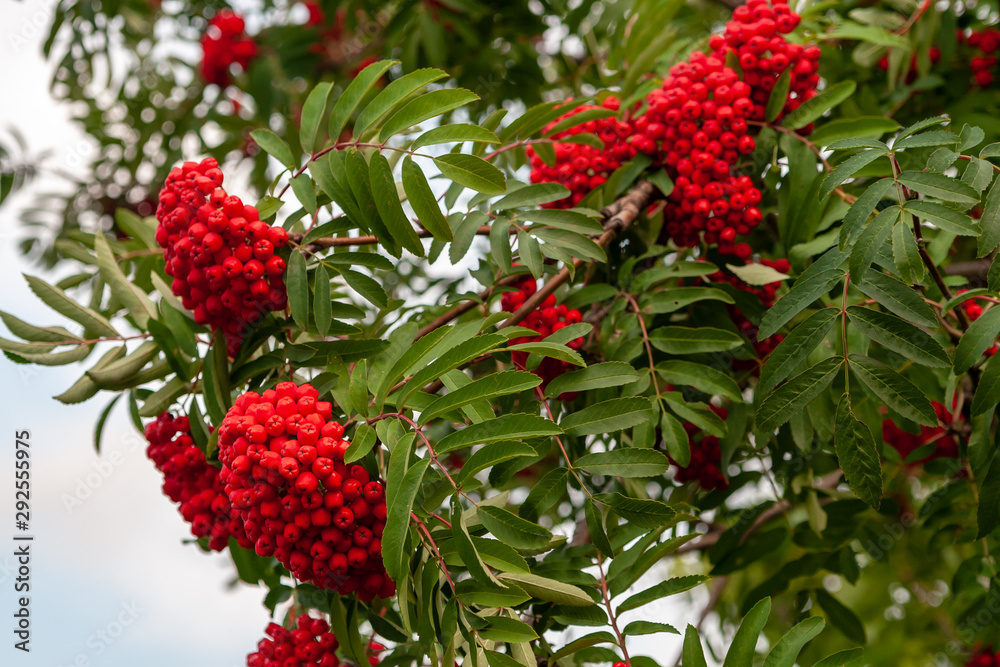 Bunches of red Sorbus aucupária on a background of green leaves.