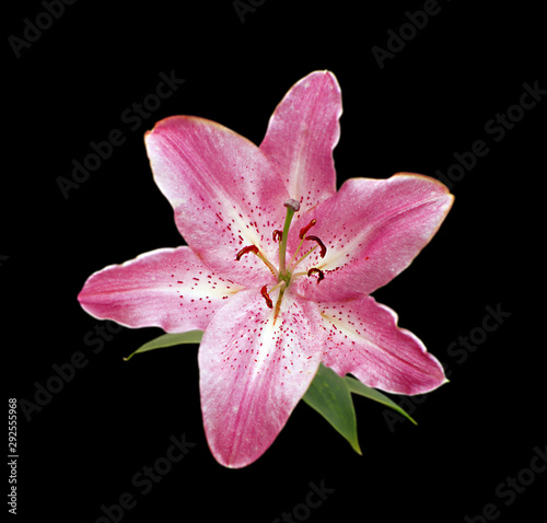 Beautiful pink lily isolated on a black background