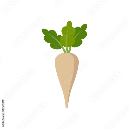 beet isolated on white background. Vector illustration.