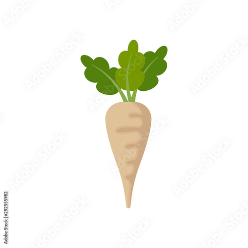 beet isolated on white background. Vector illustration.