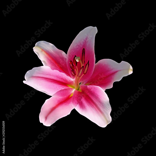 Beautiful motley lily isolated on a black background