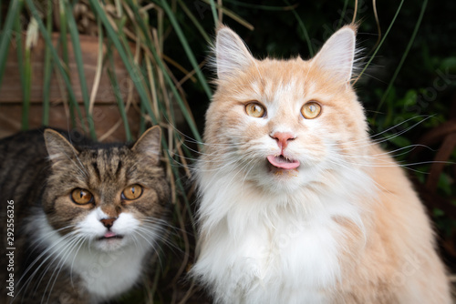 funny portrait of two cats sticking out tongue looking at camera