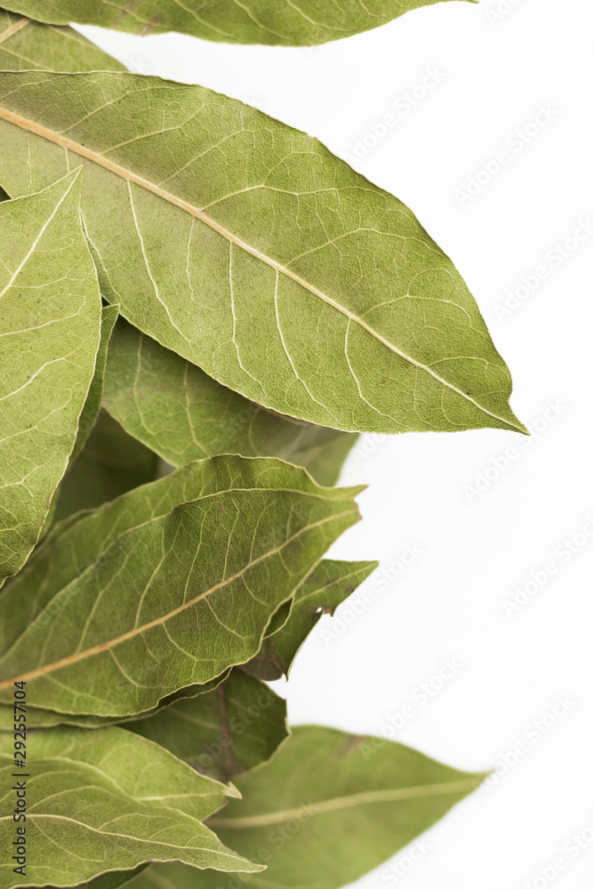 A branch of laurel isolated on white background. Branch of green laurel leaves. Leaves of Laurus Nobilis, used in cooking as a spice. Copy space for text A branch of laurel isolated on white background. Branch of green laurel leaves. Leaves of Laurus Nobilis, used in cooking as a spice. Copy space for text