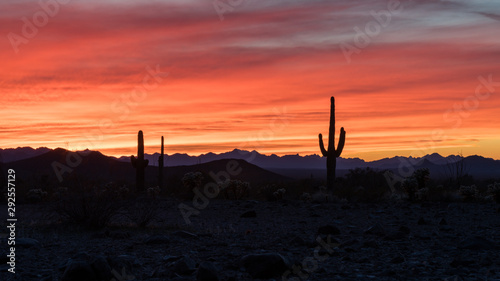 Sunset in the Arizonan desert with silhouetted saguaro cactus