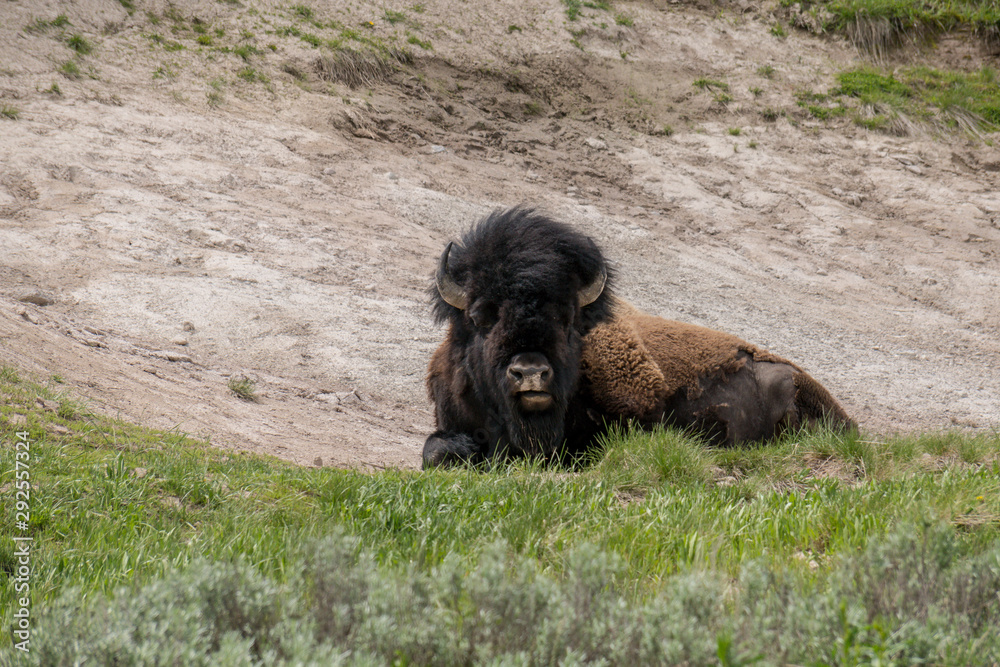 bison bison