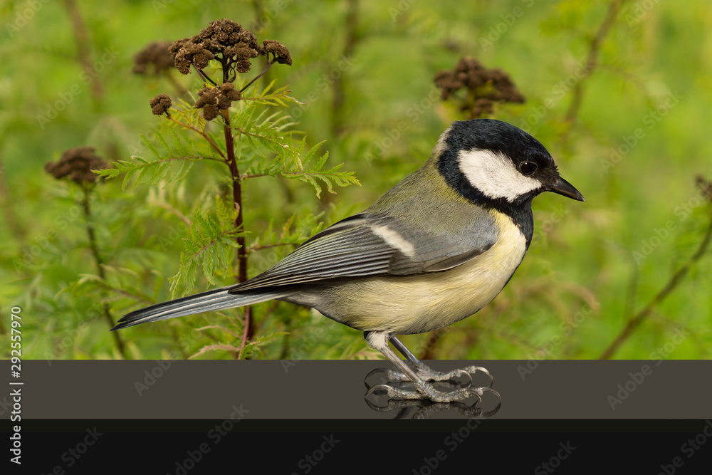 Obraz premium Kohlmeise. Hintergrund Nr.7