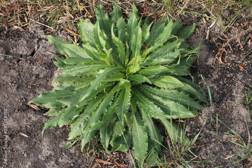 Field weed Sonchus asper. Another names field milk thistle, field sowthistle, perennial sow-thistle, corn sow thistle, dindle, gutweed. Field weed Sonchus asper. Another names field milk thistle, field sowthistle, perennial sow-thistle, corn sow thistle, dindle, gutweed.