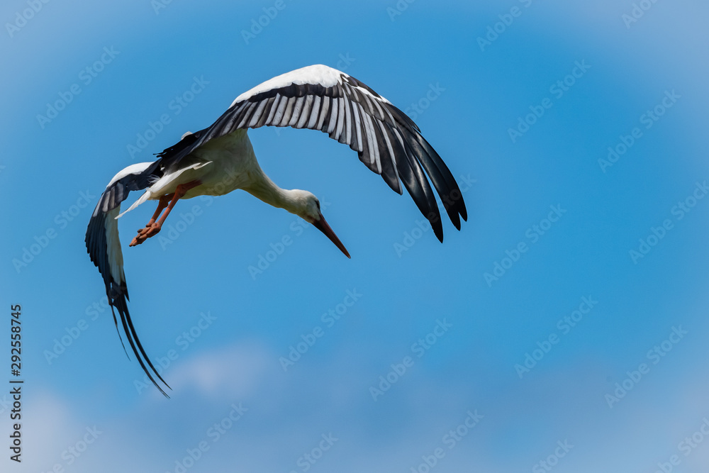 Obraz premium Storch beim Start vom Nest