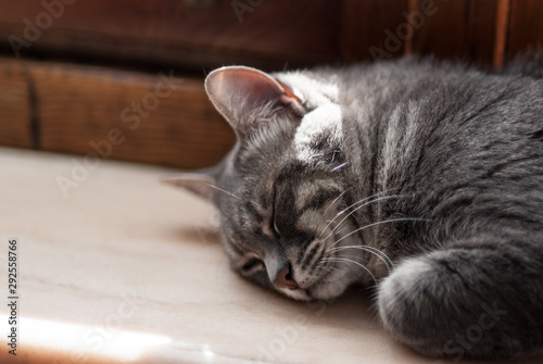 cat