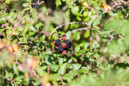 berry