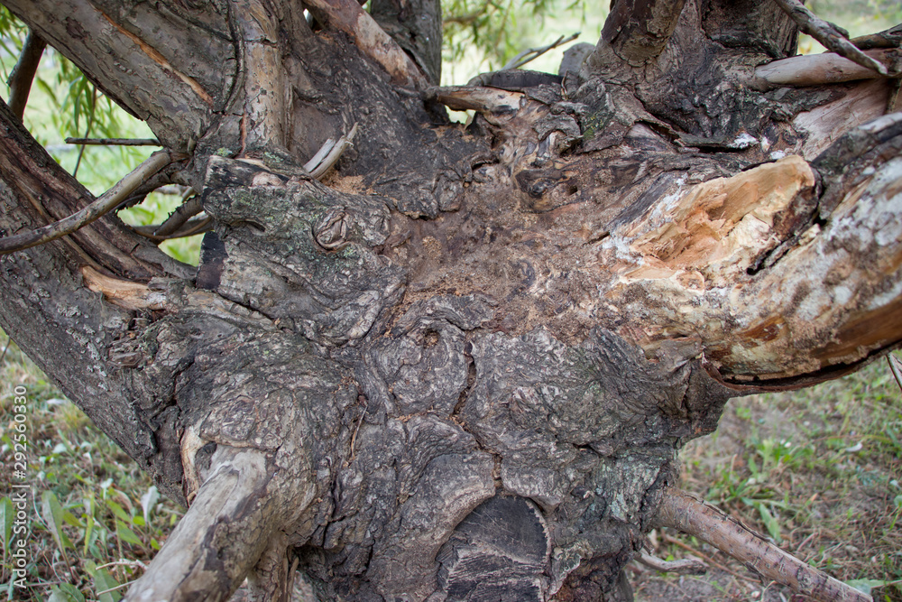 Background of old wood. Natural aging. Unusual in the ordinary. Background of old wood. Natural aging. Unusual in the ordinary.