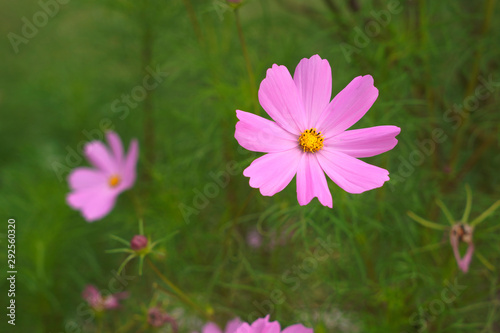 Cosmos bipinnatus    una pianta annuale di altezza tra 60 e 120 cm. Le variet   coltivate sono di vali colori  dal viola al rosa al bianco.