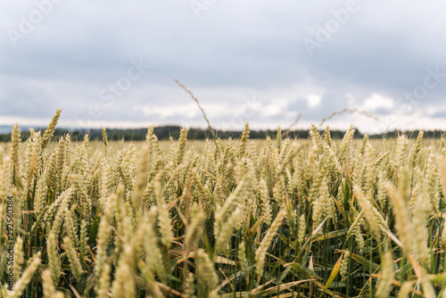 A golden grain field under a cloudy sky, evoking a serene and peaceful late summer atmosphere