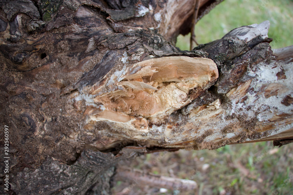 Background of old wood. Natural aging. Unusual in the ordinary. Background of old wood. Natural aging. Unusual in the ordinary.