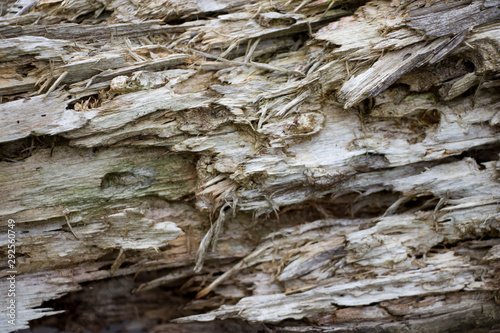 Background of old wood. Natural aging. Unusual in the ordinary. © Anoo