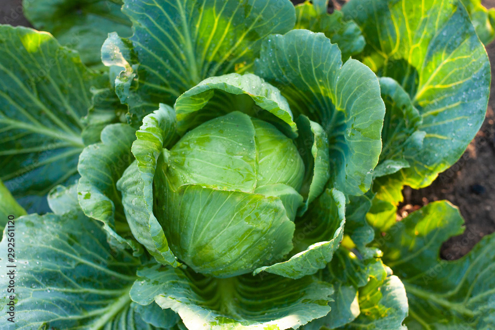 Cabbage grown in the field is ready for harvest. Big green cabbage in the garden and harvesting. Organic vegetables from the garden Cabbage grown in the field is ready for harvest. Big green cabbage in the garden and harvesting. Organic vegetables from the garden