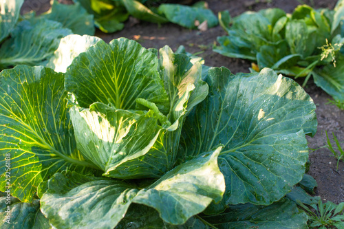 Cabbage grown in the field is ready for harvest. Big green cabbage in the garden and harvesting. Organic vegetables from the garden