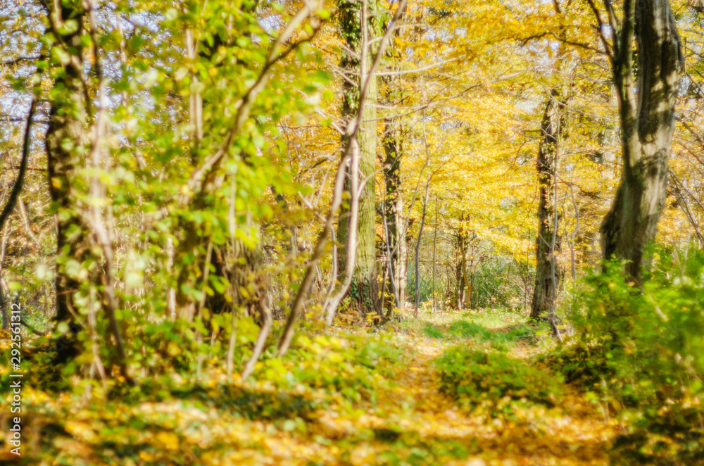 Colorful path in beautiful and sunny autumn season