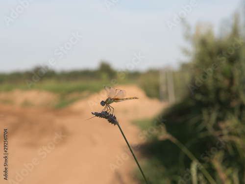 dragonfly