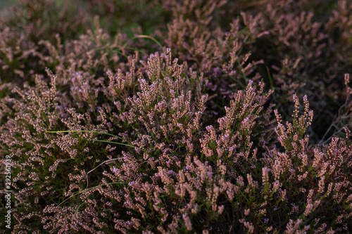 Canvastavla Closeup of heather / ling flowers (Calluna Vulgaris) in soft evening light