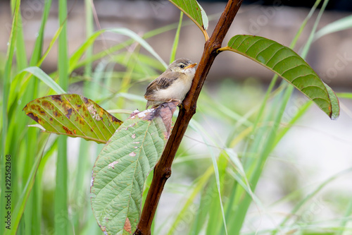 Baby bird Yellow-bellied Prinia or Prinia flaviventris on green leaves in the garden, it is a species of bird in the Cisticolidae family. photo